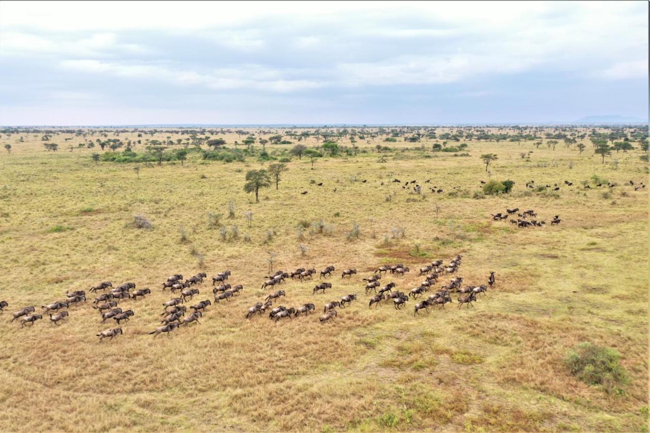 Africa Safari Serengeti Ikoma Camping Exterior foto